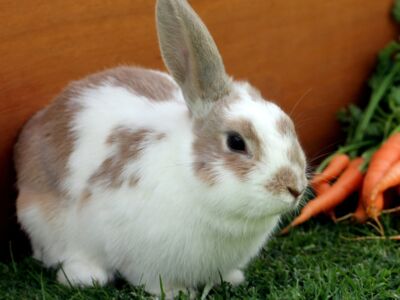 Dental problems in rabbits: causes, signs and solutions 