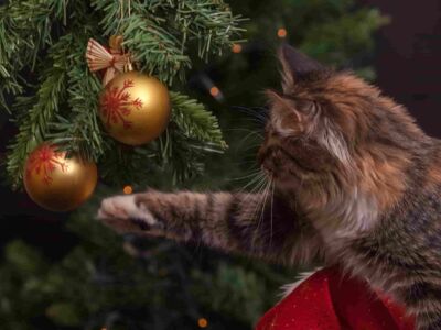 Wat als je kat gek is op de kerstboom?