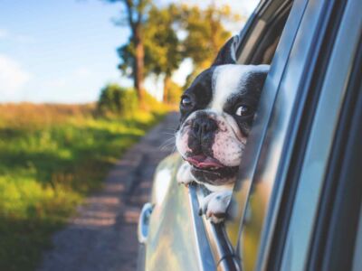 Partir en vacances en voiture avec son chien
