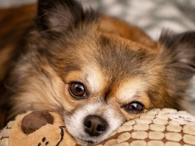 Ras in de kijker: Chihuahua