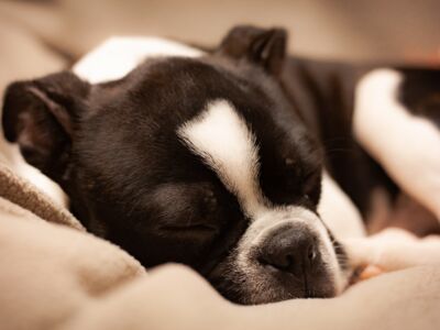 Beaphar CaniComfort: Kalmerende producten voor honden met feromonen