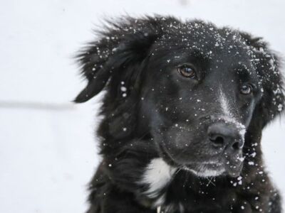 Sneeuwpret met je hond: zo hou je het veilig