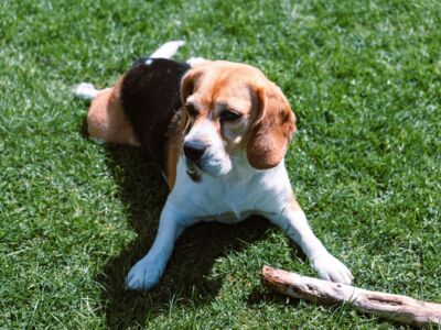 Race à l'honneur: Le Beagle