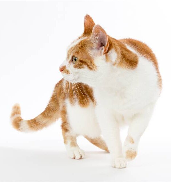 Czy wiesz, że koty nie mogą obejść się bez tauryny?