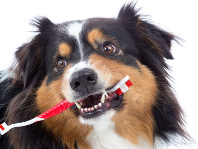 Higiena jamy ustnej u psów