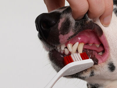 Why your pet needs dental care 