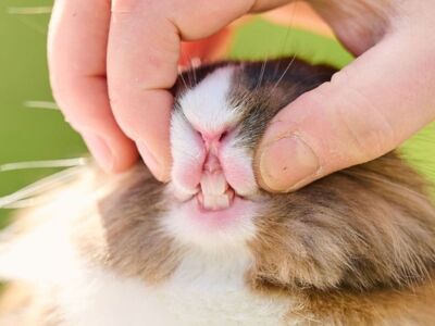 Reconnaître les troubles dentaires du lapin