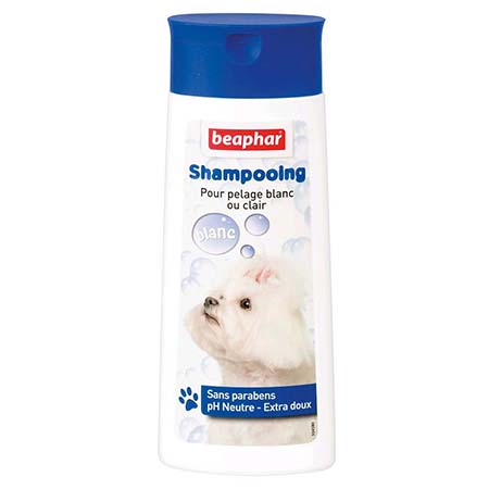 shampooing chien pelage blanc