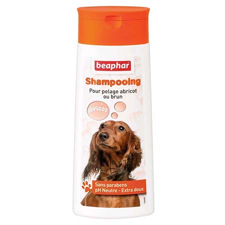 shampooing chien pelage roux