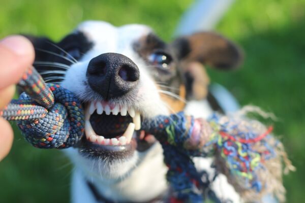 NEU: Zahnpflege Sticks für Hunde