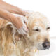Hund waschen mit Zecken- und Flohschutz