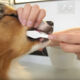Hundezähne richtig pflegen (Video)