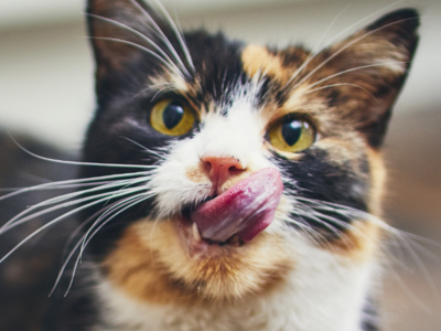 No-brush dental care for cats and dogs 