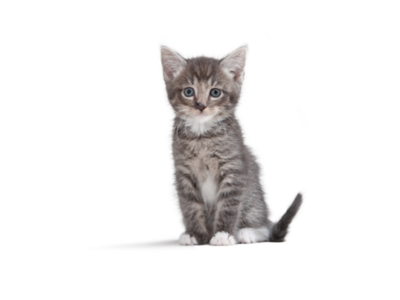 Een nestje kittens op komst: checklist & notitiepagina's 
