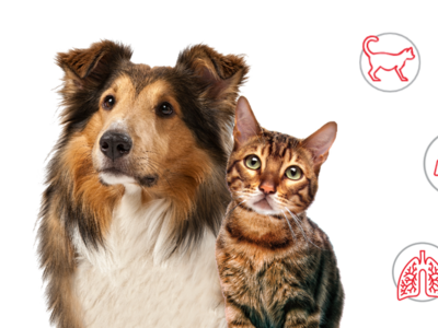Worms in cats and dogs: Signs and Symptoms