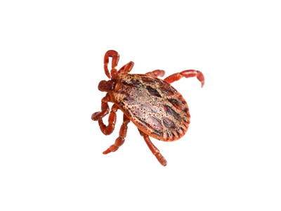 Ticks with Lyme Disease: How to protect your pet