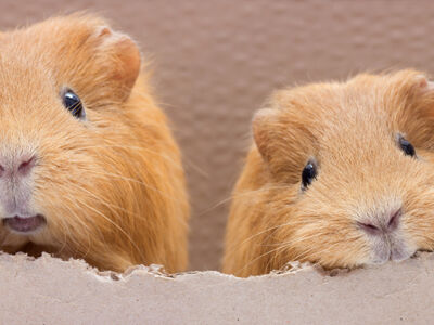9 Checks for when you're buying a guinea pig