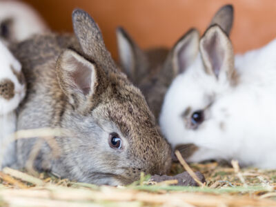 XtraVital: voeding voor konijnen en cavia's