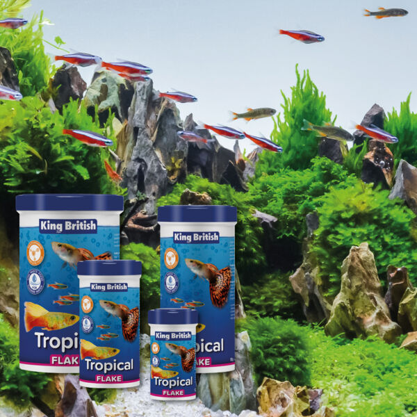 King british clearance tropical fish food