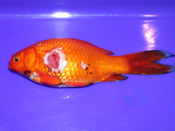 Example of a fish suffering from a severe ulcer