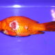Example of a fish suffering from a severe ulcer