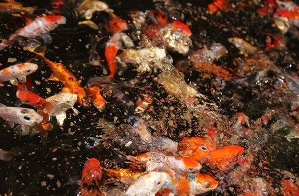 King British pond flake feed with goldfish