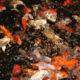King British pond flake feed with goldfish